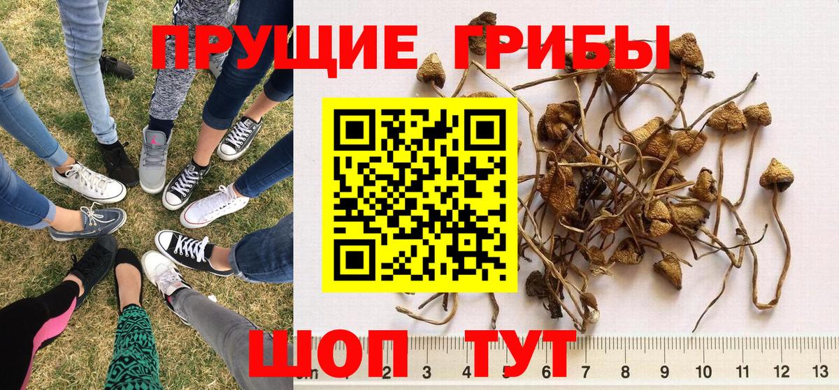 Галлюциногенные грибы GOLDEN TEACHER Великие Луки